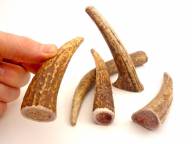 PETITE- WHOLE Rocky Mountain Gobstoppers Premium Elk Antler Dog Chews By-The-Pound