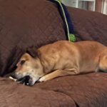 ROCKY MOUNTAIN GOBSTOPPERS Mega Elk Burr Chews By-The-Pound photo review