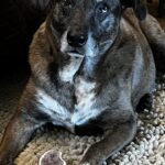 ROCKY MOUNTAIN GOBSTOPPERS Mega Elk Burr Chews By-The-Pound photo review