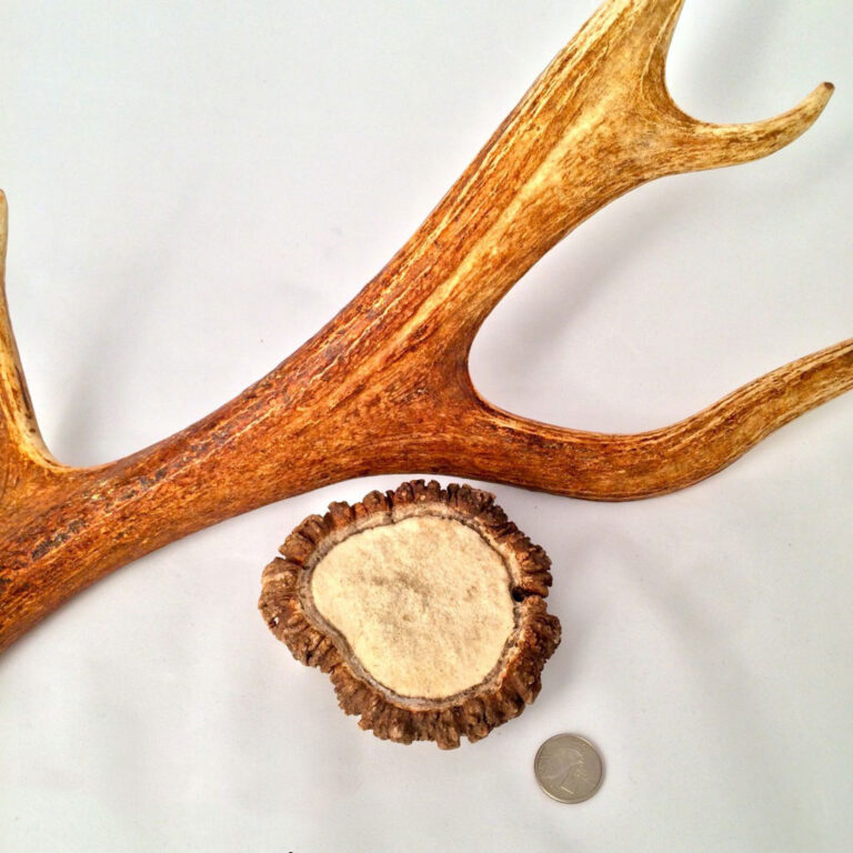 ROCKY MOUNTAIN GOBSTOPPERS Mega Elk Burr Chews By-The-Pound - Image 4