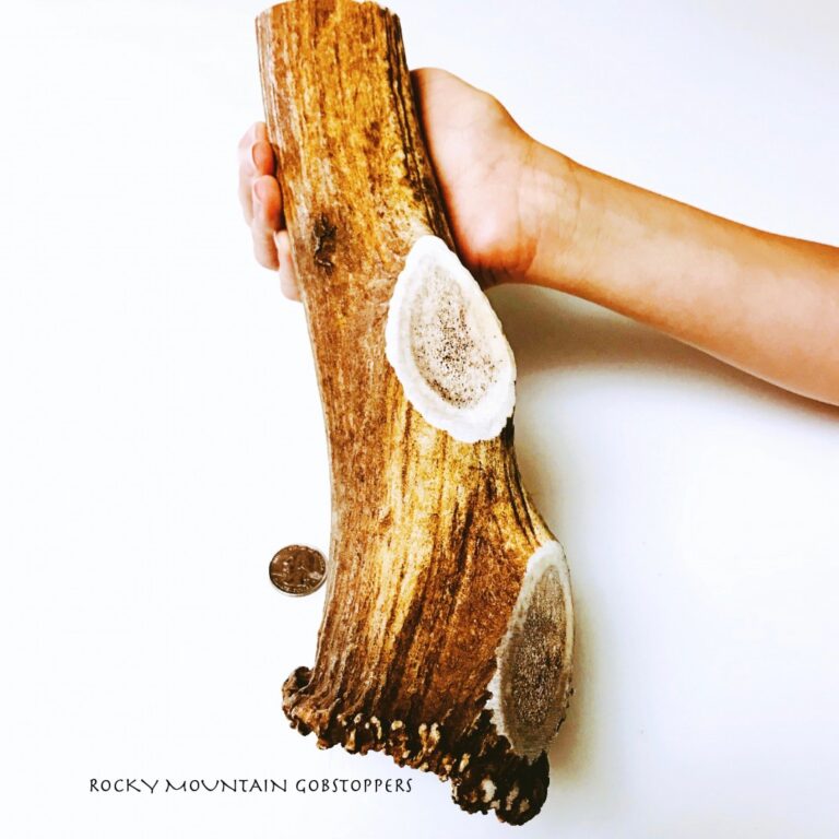 MONSTER WHOLE Rocky Mountain Gobstoppers-Premium Elk Antler Dog Chew - Image 2