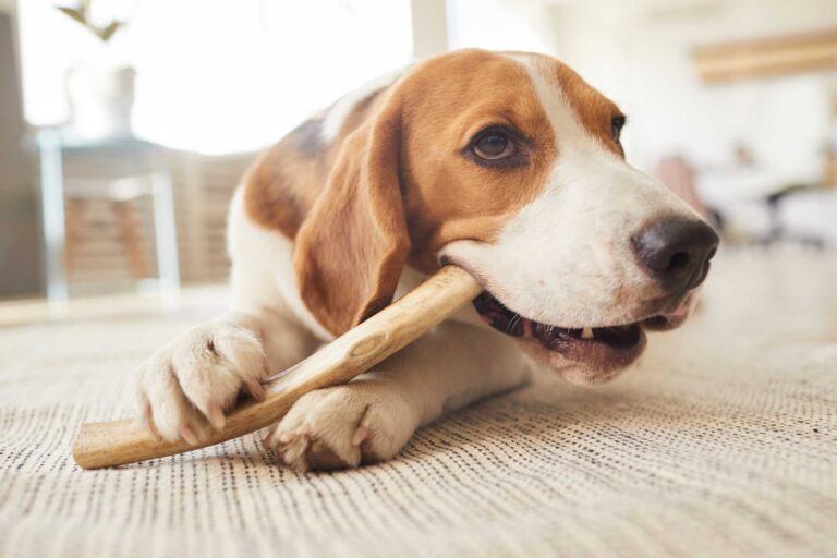 WHOLESALE ELK ANTLER DOG CHEWS- GRADE-A