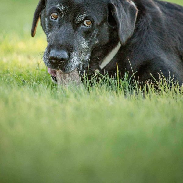 black-dog-elk-antler-dog-chew